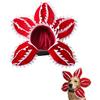 OPEIXSAYKOC Cappello per Animali Domestici Demogorgon,Accessori per Demogorgon Cosplay | Fascia Regolabile Animali Domestici con Fiori Spaventosi,Cappello Testa,Halloween Carnevale Gioco di Ruolo