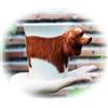 Laikram, Una deliziosa tazza in ceramica per tè al latte per tutti i giorni 3D con manico a forma di cane, tazza fatta a mano per gli amanti del caffè, 283,5 g (Cocker Spaniel inglese)