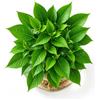 FARYODI Vaso in Vetro per Albero di Avocado, Vaso di Semi in Vetro Trasparente per Avocado, Vaso per Semi di Avocado per Coltivare Una Pianta di Avocado, per Compleanno (Trasparente)