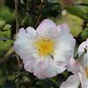 le Georgiche Vivai le Georgiche - Pianta vera di Camellia sasanqua Hinode-gumo Camelia 'Hinode-gumo' Camelia di Natale - vaso Ø 19 cm - altezza alla vendita 30-40 cm