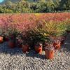 Vivai De Laurentiis Nandina Domestica (bambù sacro) vaso 19 cm