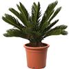 KENTIS - Cycas Revoluta - Palma Nana - Piante Vere da Esterno Resistenti - Pianta da Giardino Balcone - H 60/80 cm Vaso Ø 24 cm