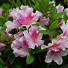 le Georgiche Vivai le Georgiche - Pianta vera di Azalea Encore Twist Serie Encore® Rododendro 'Twist' - vaso Ø 19 cm - altezza alla vendita 40-60 cm