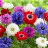 VIRIDIMANIA Bulbi da Fiore Autunnali Olandesi | Selezione di Bulbose a Fioritura Primaverile | Ottima Qualità e Fioritura Garantita (15 Bulbi di ANEMONE ST. BRIGID IN MISCUGLIO)