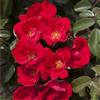 Rose Barni La Sevillana®, rosa viva di Rose Barni®, rosa in vaso rifiorente, paesaggista, colore rosso vermiglio brillante, cod. 72081