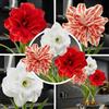 FLORIUM - Collezione di bulbi di amaryllis doppi (3 grandi bulbi 26/30). Bulbo Hippeastrum rustico perfetto per interni e vasi. Piante esclusive dall'Olanda (senza semi, cera)