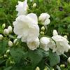 le Georgiche Vivai le Georgiche - Pianta vera di Philadelphus Schneesturm Filadelfo, Fior d'angelo - vaso Ø 19 cm - altezza alla vendita 60-80 cm