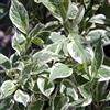 le Georgiche Vivai le Georgiche - Pianta vera di Cornus alba Ivory Halo Cornus alba 'Bailhalo' Corniolo bianco - vaso Ø 19 cm - altezza alla vendita 40-60 cm