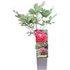 eGarden.store Pianta vera di Peonia Arborea - Paeonia Suffruticosa pianta da esterno pianta da fiore colori misti pianta ornamentale di Peonia venduta da eGarden.store (Mo Run Jue Lun - Rosso v.12 cm)