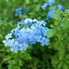 le Georgiche Vivai le Georgiche - Pianta vera di Plumbago capensis Coerulea - vaso Ø 19 cm