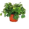 exotenherz Mimosa pudica Touch-Me-Not - The Plant That Reacts To Your Touch - 9cm Pot