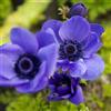 VIRIDIMANIA Bulbi da Fiore Autunnali Olandesi | Selezione di Bulbose a Fioritura Primaverile | Ottima Qualità e Fioritura Garantita (10 Bulbi di ANEMONE MR FOKKER)