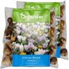 Organifer 200 Bulbi Di Zafferano - Bulbi Di Fiori XXL, Dimensione 8/ 9cm | Fiore Di Croco - Mix Di Bulbi Di Croco - Bulbi Di Fiori Biologici - Bulbi Estivi - Organifer