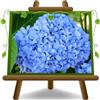 EURO PLANTS VIVAI Ortensia Azzurra (Azzurra, 40, Centimetri) | Hydrangea Macrophylla, Pianta Ornamentale