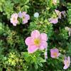 le Georgiche Vivai le Georgiche - Pianta vera di Potentilla fruticosa Pink Queen Cinquefoglia arbustiva 'Pink Queen' - vaso Ø 19 cm - altezza alla vendita 30-40 cm