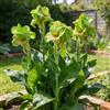 FDIUYEW Rizomi di Canna, Canna Perenne, Canna di Facile Coltivazione, Canna Resistente, Crescita Rigogliosa in Giardino-2 rizomi-c