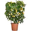 le Georgiche Vivai le Georgiche - Pianta vera di Limone Lunario - spalliera Citrus x limon 'Lunario' Lunare, Quattro Stagioni - vaso Ø 20 cm - altezza alla vendita 60-80 cm
