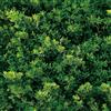 YENHOME Carta da Parete Adesivo Foresta Verte 44.5x300cm Carta da Parati Adesiva Muro Verde Foglie per Soggiorno Bagno Impermeabile Pellicola Adesiva per Mobili Tropicali Foglie Rivestimento Armadio