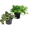 exotenherz Set of 2 different ivy rods - Scindapsus pictus argyreus and Epipremnum aureus