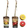 POWERS TO FLOWERS - ACTINIDIA ARGUTA KEN'S RED, KIWI ROSSO, e KIWI GIALLO, 2 PIANTE, VARIETA' AUTOFERTILI, piante vere
