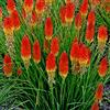 Generic Kniphofia mixte Uvaria Tritoma Red Hot Poker ambiente 200 grani