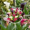 FLORIUM Viola e rosa Zantedeschia Calla giglio cipolle ideali per il giardino