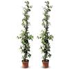 Sunny Tree - 2 pezzi gelsomino, gelsomino toscano, trachelospermum jasminoides, 120 cm, pianta rampicante, resistente all'inverno, A+
