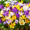 VIRIDIMANIA Bulbi da Fiore Autunnali Olandesi | Selezione di Bulbose a Fioritura Primaverile | Ottima Qualità e Fioritura Garantita (15 Bulbi di CROCUS SPECIE IN MISCUGLIO)