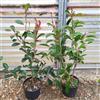 Generico Photinia red robin, 8 piante alte 40/60 cm, vaso Ø18