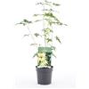 GardenersDream Acer palmatum Sango Kaku | Acero giapponese Pianta da giardino deciduo Arbusto in vaso