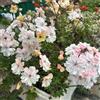 Generic Gerani pendenti - Pelargonium - da balcone insoliti ornamentali per luoghi soleggiati primaverili, resistenti in vaso resistenti in vaso da esterno 220semi