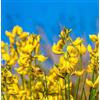 VIVAIO GARDEN FOREST Spartium junceum - Ginestra odorosa mediterranea a fioritura gialla | Profumata