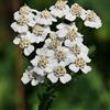 Arborix 6 x Achillea Millefolium - Perenni Vaso 9cm x 9cm