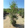 VIVAIO GARDEN FOREST Scovolino (Callistemon citrinus 'Splendens') vaso Ø55 cm | Arbusto ornamentale fiorito, Altezza 190-215 cm, Vivaio Garden Forest