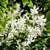 Generic gelsomino stellato - giardino di balcone decorazione resistenti 50semi