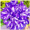 UYKOJMDR Robusti Hosta,Vitali,Naturali,Freschi,decorazione,Midnight Blue,Compatti.-6cipolle-N