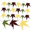 AUTSUPPL 30 Pezzi Foglie di Acero Naturali per Sushi, Sashimi, Dessert | Decorazione Piatto e Presentazione Elegante, per Cucina e Tavola, Sfondo Sashimi, Baking Decoration