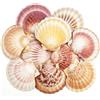 GKZB Conchiglia di Capesante 10 Pezzi conchiglie decorative Conchiglia Naturale | Naturali | Dimensioni 9-11 cm | Per Artigianato, Decorazioni Matrimonio, Feste a Tema Spiaggia, Acquario e Riempimento Vas
