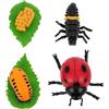 TOYANDONA 4pcs Figure Ciclo Di Vita Coccinelle Giocattolo Educativo per Ragazzo Ragazza Decorazione Naturale