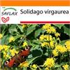 SAFLAX - Garden in the Bag - Verga d'oro - 100 semi - Solidago virgaurea