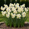 DUTCH BULBS EXCLUSIVE PLANTS FROM HOLLAN Bulbi Fiori Perenni da Esterno - 25 Bulbi di Narciso Avalanche Profumati | Fioritura estiva, Piante e Fiori Esclusivi dall'Olanda, per giardino e vaso (non semi, non artificiali)