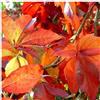 ClematisOnline Ampelopsis - Vite americana 'Engelmannii' (Parthenocissus quinquefolia 'Engelmannii') - Rossa e resistente - Vaso da 1,5 litri | Piante e fiori rampicanti ClematisOnline