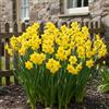 DUTCH BULBS EXCLUSIVE PLANTS FROM HOLLAN Bulbi Fiori Perenni da Esterno - 25 Bulbi di Narciso Grand Soleil d'Or | Profumati, Fioritura estiva, Piante e Fiori Esclusivi dall'Olanda, per giardino e vaso (non semi, non artificiali)
