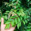 Generic Foglie di curry - Foglie di curry sostenibili da appartamento che purificano l'aria selvatiche rare serra balcone cucina aromatiche decorazioni da 200semi
