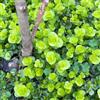 Generic Lysimachia nummularia giardino in vaso per i luoghi soleggiati 300semi