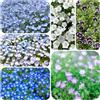 Generic nemophila - tappezzante per aiuole, resistente siepe decorativa giardino resistente ornamentali, decorazioni per angoli soleggiati resistenti in 120semi
