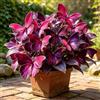 DGHUJGH Hosta Butterfly Perenne Ornamentale ‑ Decorazione per Balcone e Giardino-6bulbi-j