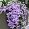 Generic phlox - giardino esotico copertura del terreno primaverili 400semi