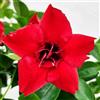 POWERS TO FLOWERS - MANDEVILLA DIPLADENIA ROSSO A FIORE DOPPIO, VASO 14 CM DIAMETRO, 3 PIANTE, pianta vera
