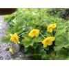 GRDplanten 12 x Waldsteinia ternata - Fragola gialla - vaso 9x9 cm